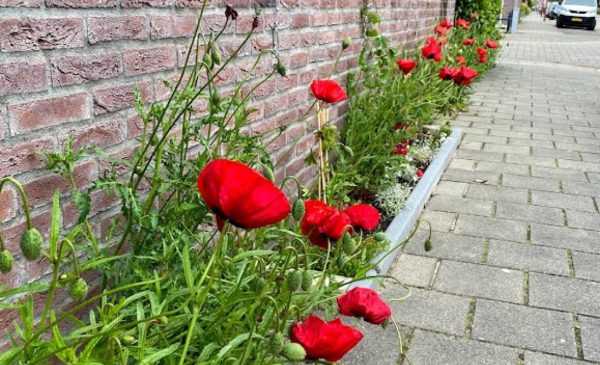 Nieuwegeinse straten kunnen Burendag vieren met gratis geveltuinen