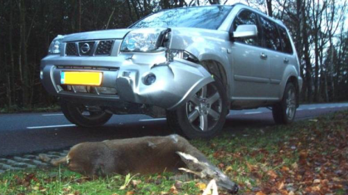 Jagersvereniging vraagt aandacht voor piek wildaanrijdingen bij o.a. Nieuwegein