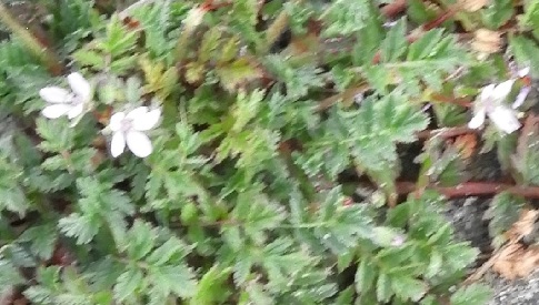 ‘Wat groeit of leeft daar in Nieuwegein’