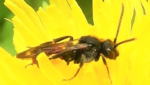 ‘Wat groeit of leeft daar in Nieuwegein’