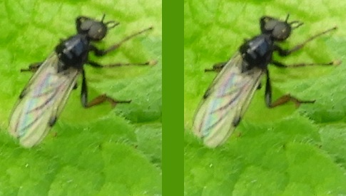 ‘Wat groeit of leeft daar in Nieuwegein’