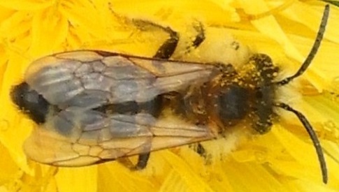 ‘Wat groeit of leeft daar in Nieuwegein’