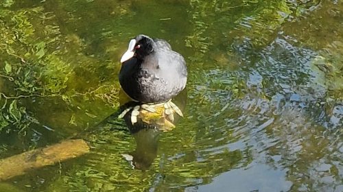 ‘Foto van de week’