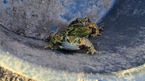 Paddentrek weer begonnen