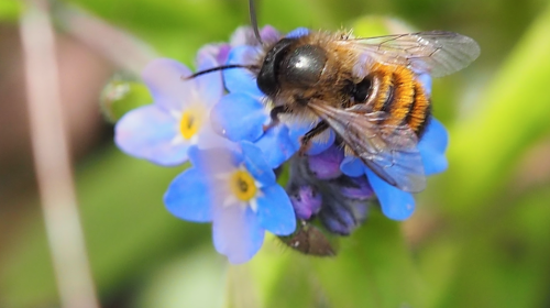 IVN Lente excursie naar Landgoed Amelisweerd op 16 april