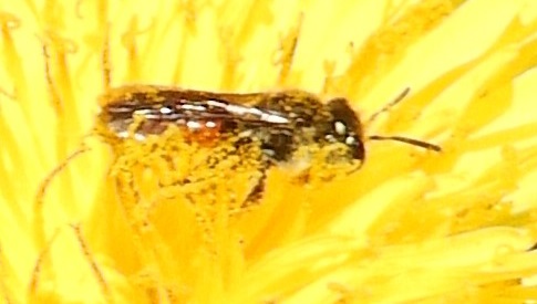 ‘Wat groeit of leeft daar in Nieuwegein’