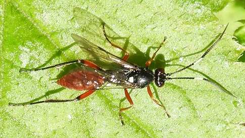 ‘Wat groeit of leeft daar in Nieuwegein’