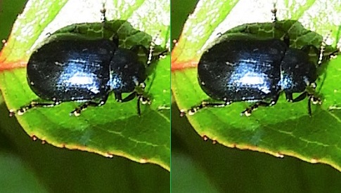 ‘Wat groeit of leeft daar in Nieuwegein’