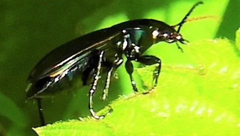 ‘Wat groeit of leeft daar in Nieuwegein’