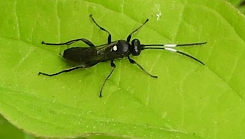 ‘Wat groeit of leeft daar in Nieuwegein’