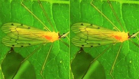 ‘Wat groeit of leeft daar in Nieuwegein’