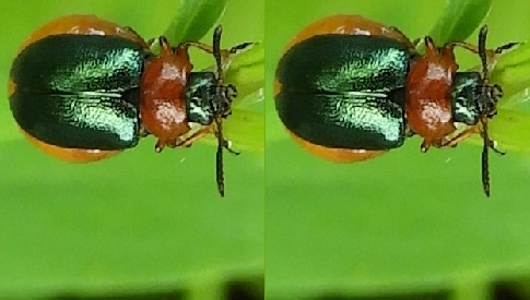 ‘Wat groeit of leeft daar in Nieuwegein’