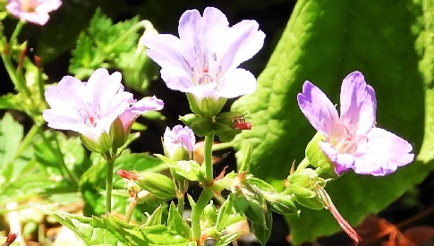 ‘Wat groeit of leeft daar in Nieuwegein’