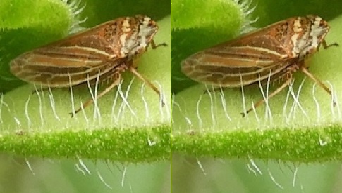 ‘Wat groeit of leeft daar in Nieuwegein’