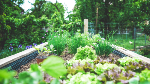 Een kleine tuin? 7 handige tips voor de inrichting