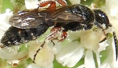 ‘Wat groeit of leeft daar in Nieuwegein’