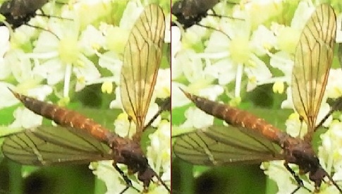 ‘Wat groeit of leeft daar in Nieuwegein’