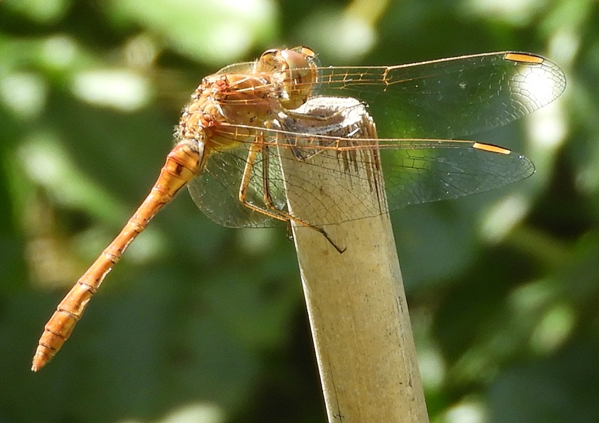 Heidelibel