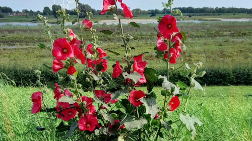 ‘Foto van de week’