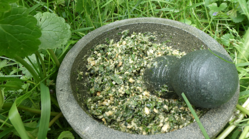 Koken met PEN: ‘Heerlijke knopkruidpesto’
