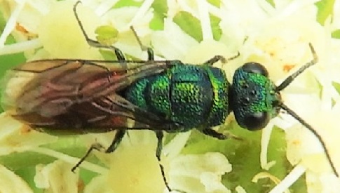 ‘Wat groeit of leeft daar in Nieuwegein’