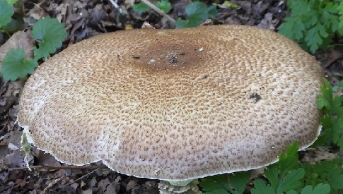 ‘Wat groeit of leeft daar in Nieuwegein’