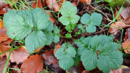 Koken met PEN: ‘Zuurkoolstamppot met geel nagelkruidwortel’