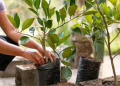 Aftrap plantseizoen