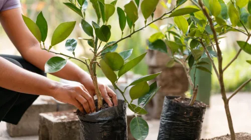 Aftrap plantseizoen