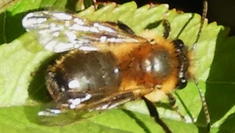 ‘Wat groeit of leeft daar in Nieuwegein’