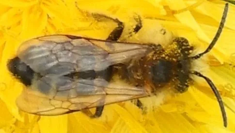 ‘Wat groeit of leeft daar in Nieuwegein’