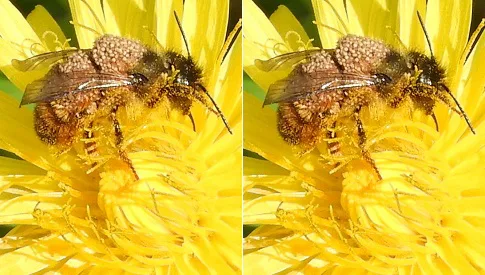 ‘Wat groeit of leeft daar in Nieuwegein’