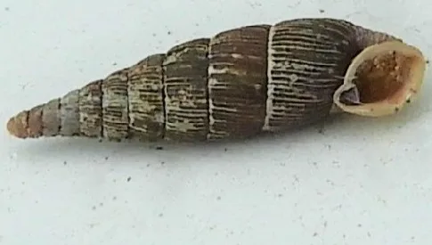 ‘Wat groeit of leeft daar in Nieuwegein’