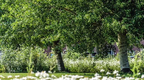 Koers vast: ‘Nieuwegein wil groen en gezond wonen in Groot Merwede’