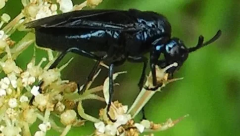 ‘Wat groeit of leeft daar in Nieuwegein’