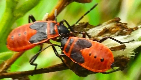‘Wat groeit of leeft daar in Nieuwegein’