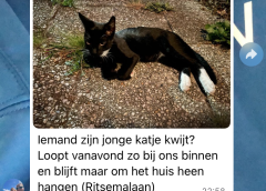 Verrassende statistieken over vermiste katten voor Nieuwegein