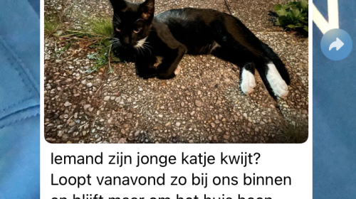 Verrassende statistieken over vermiste katten voor Nieuwegein