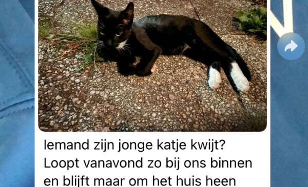 Verrassende statistieken over vermiste katten voor Nieuwegein
