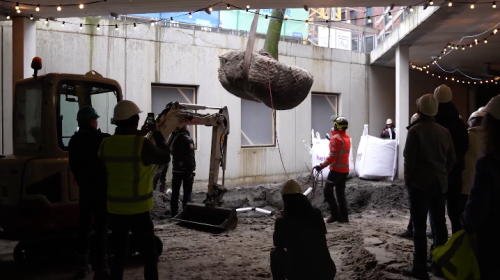 De eerste boom in Stationsgebied City