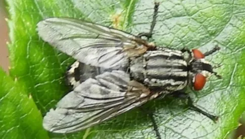 ‘Wat groeit of leeft daar in Nieuwegein’