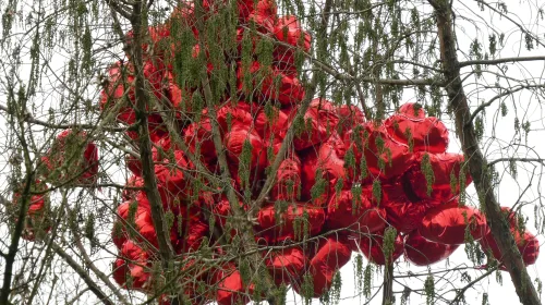 ‘Foto van de week’