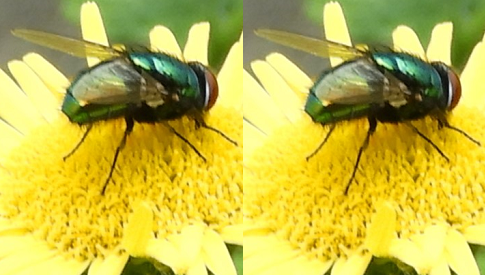 ‘Wat groeit of leeft daar in Nieuwegein’