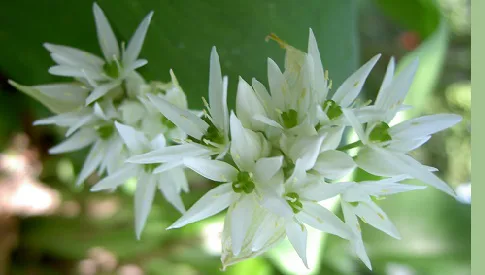 ‘Wat groeit of leeft daar in Nieuwegein’