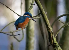Wie luistert naar de stem van de natuur in Park Oudegein?