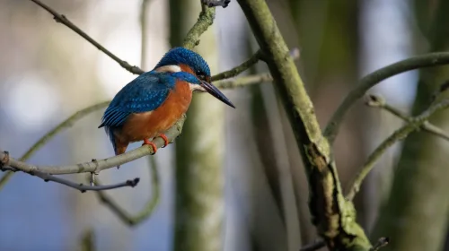 Wie luistert naar de stem van de natuur in Park Oudegein?