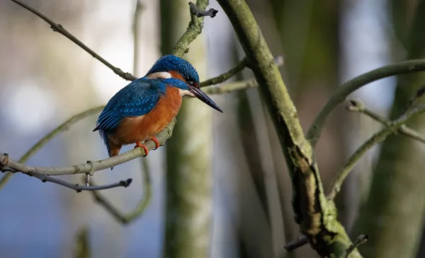 Wie luistert naar de stem van de natuur in Park Oudegein?