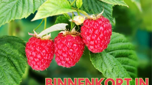 Vanaf 1 april: ‘Tegel eruit, plantje en struik erin’