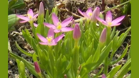 ‘Wat groeit of leeft daar in Nieuwegein’