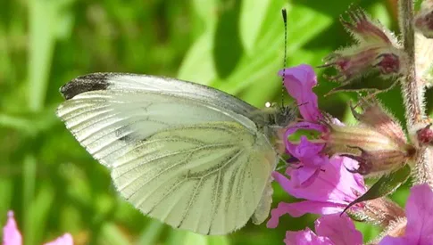 ‘Wat groeit of leeft daar in Nieuwegein’